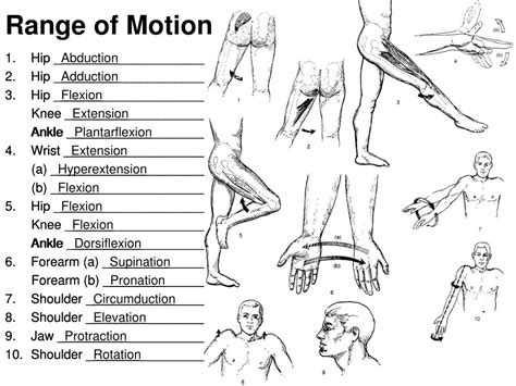 Anatomical terms of motion .